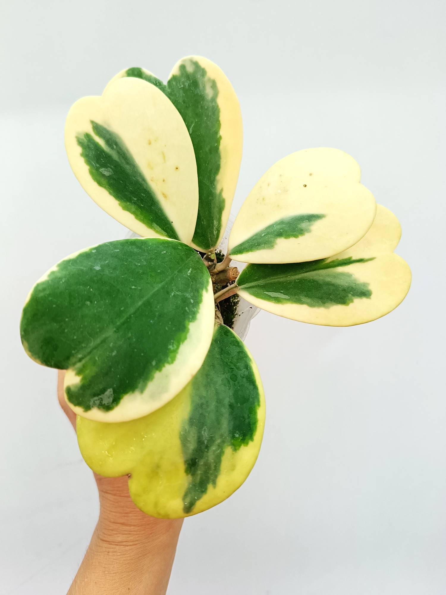 Hoya Kerrii variegata