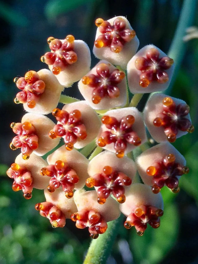 Hoya Kerrii variegata