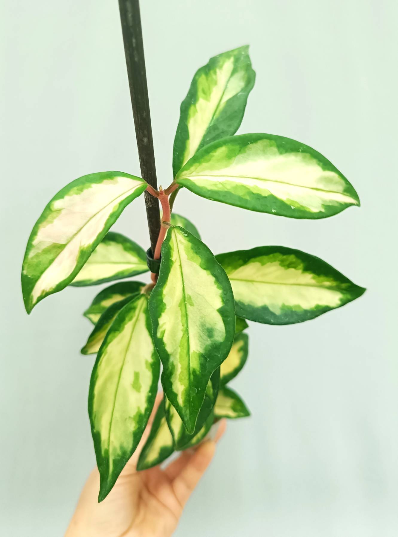 Hoya krimson princess variegata