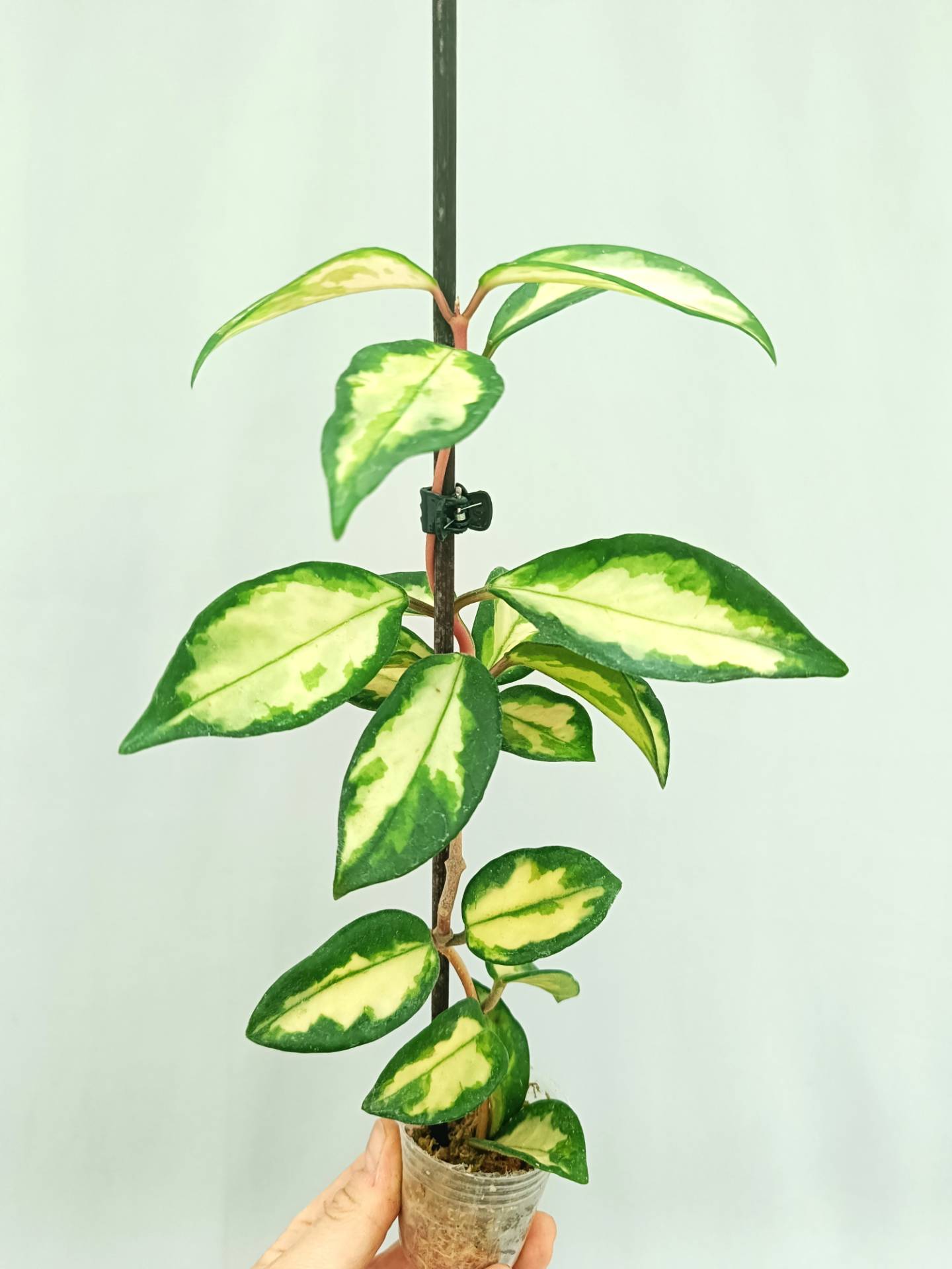 Hoya krimson princess variegata