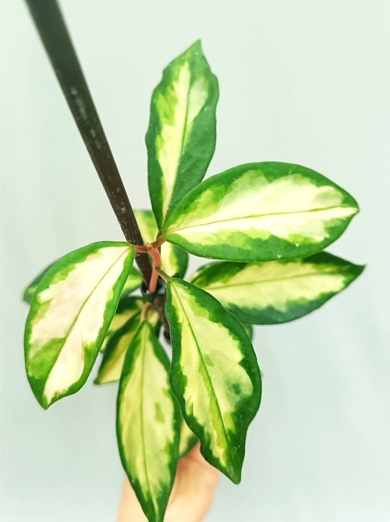 Hoya krimson princess variegata