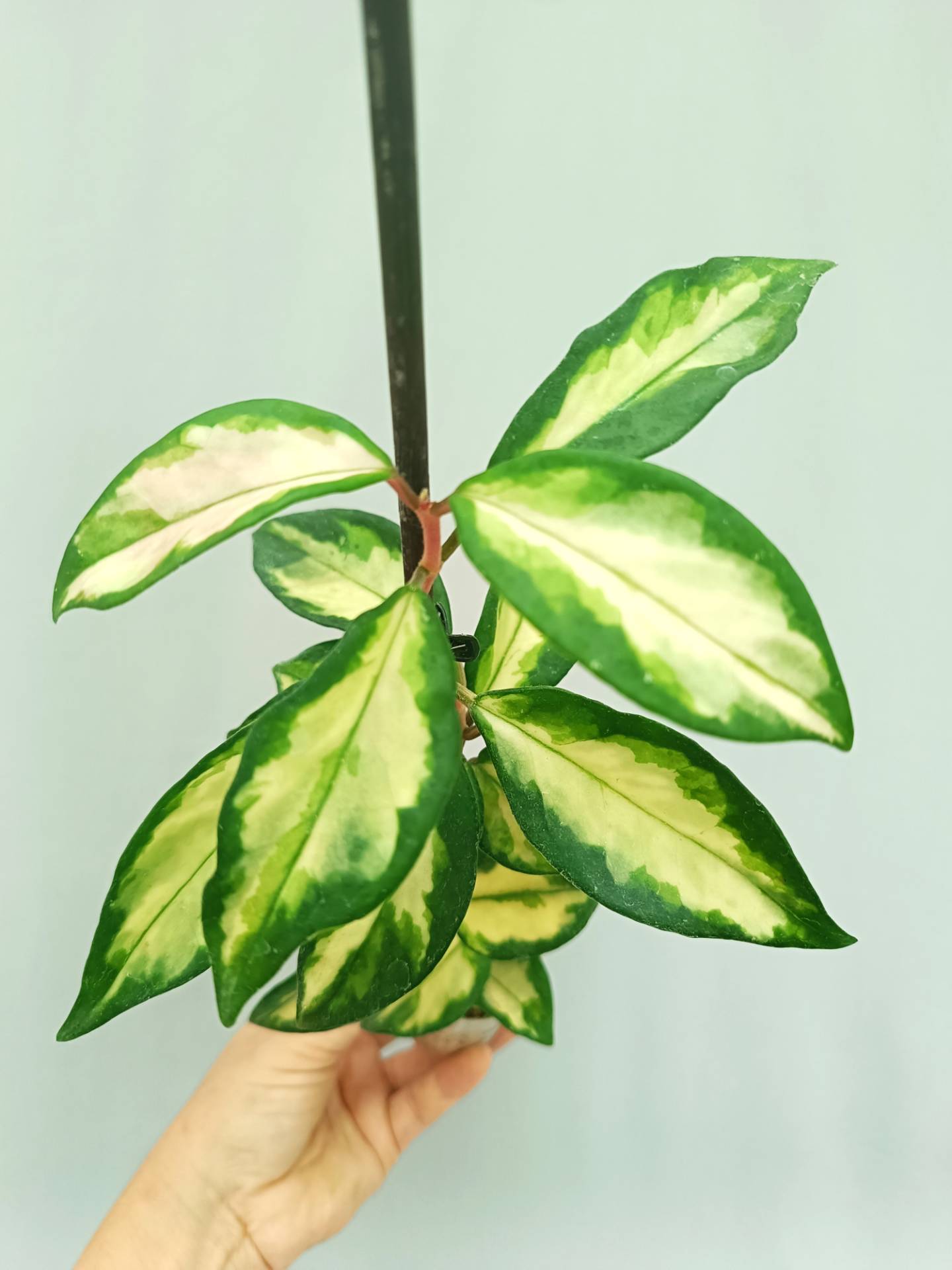 Hoya krimson princess variegata