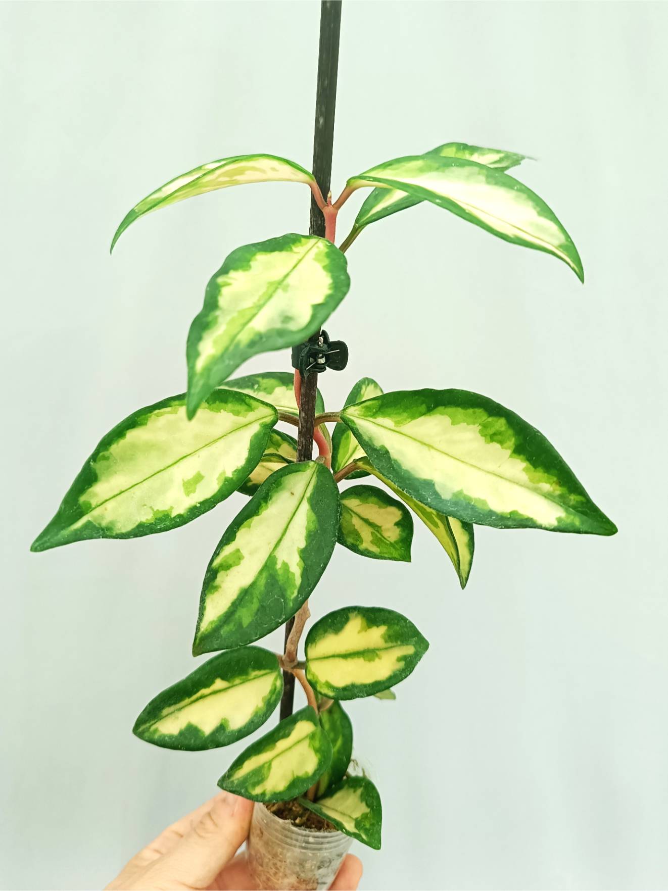 Hoya Krimson Princess variegata