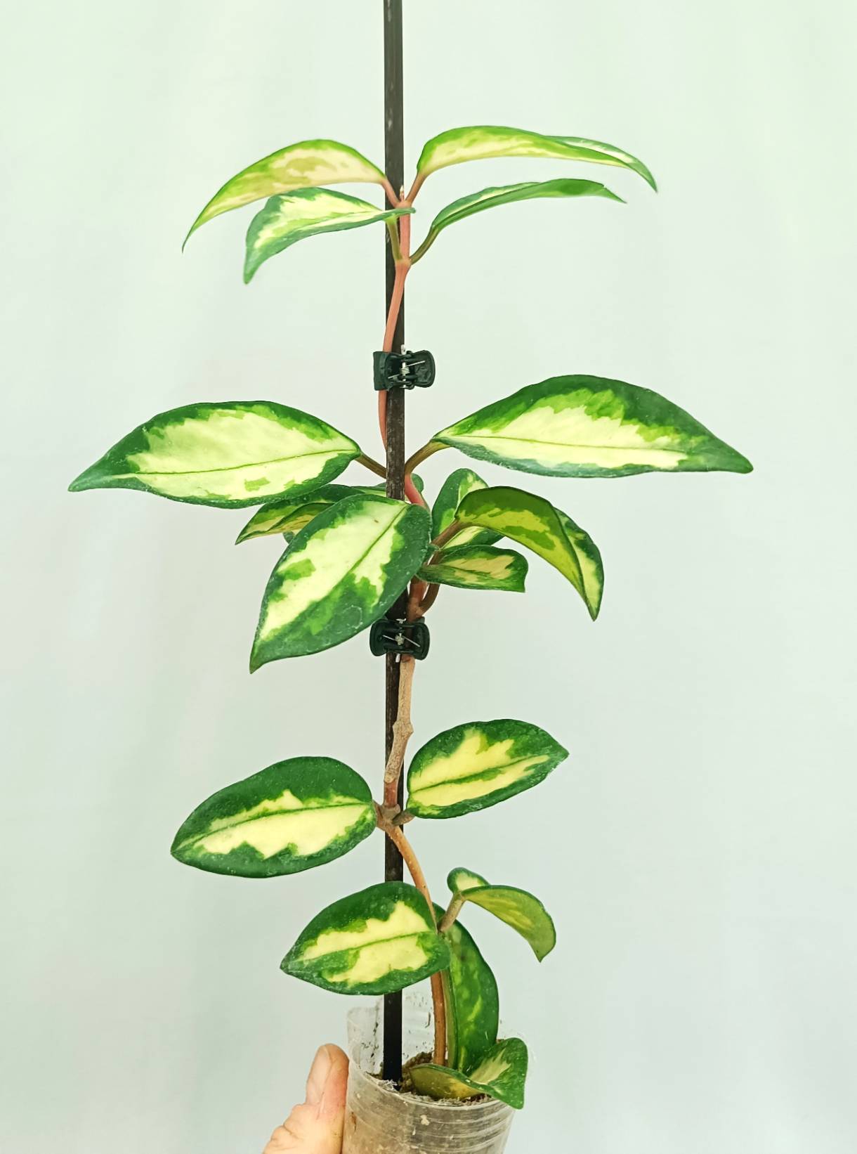 Hoya krimson princess variegata