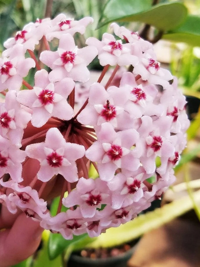 Hoya krimson princess variegata flower