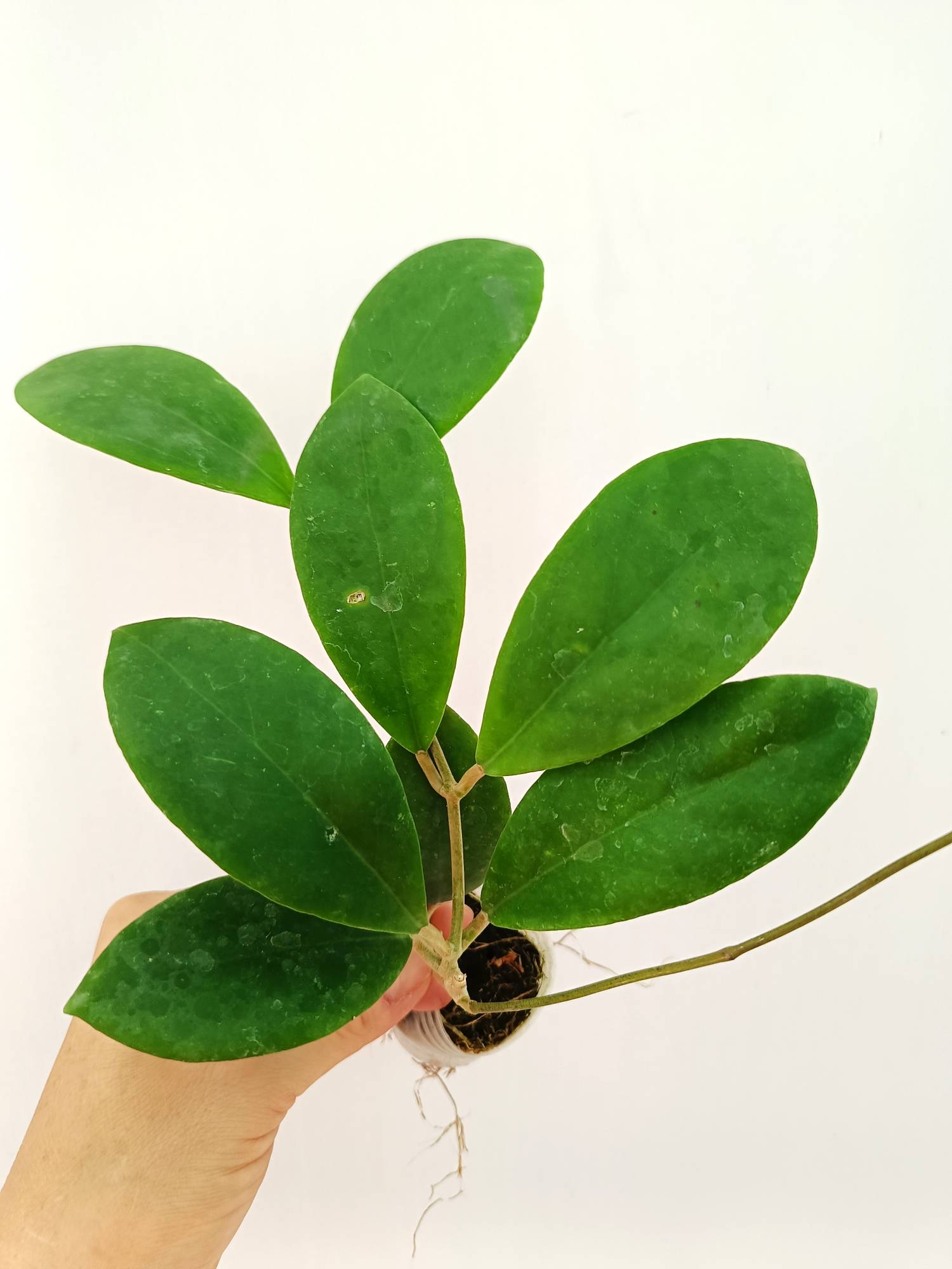 Hoya Mindorensis &#39;Pink&#39;