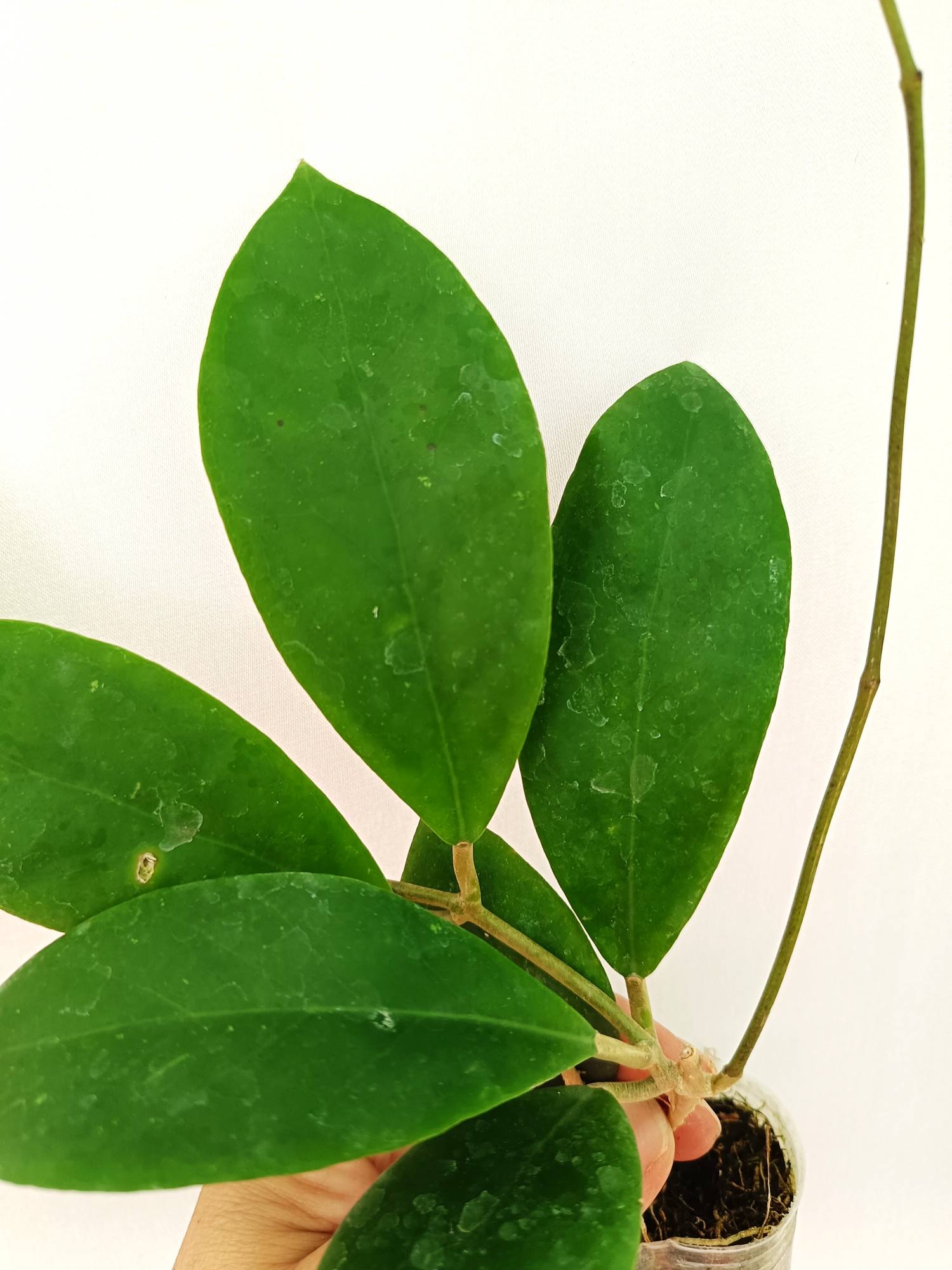 Hoya Mindorensis 'Pink'