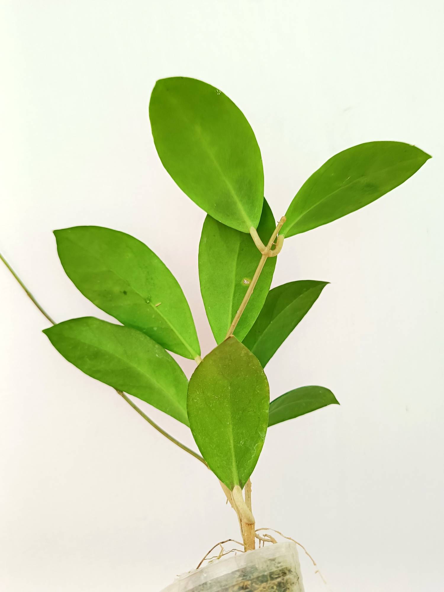 Hoya Mindorensis 'Pink'