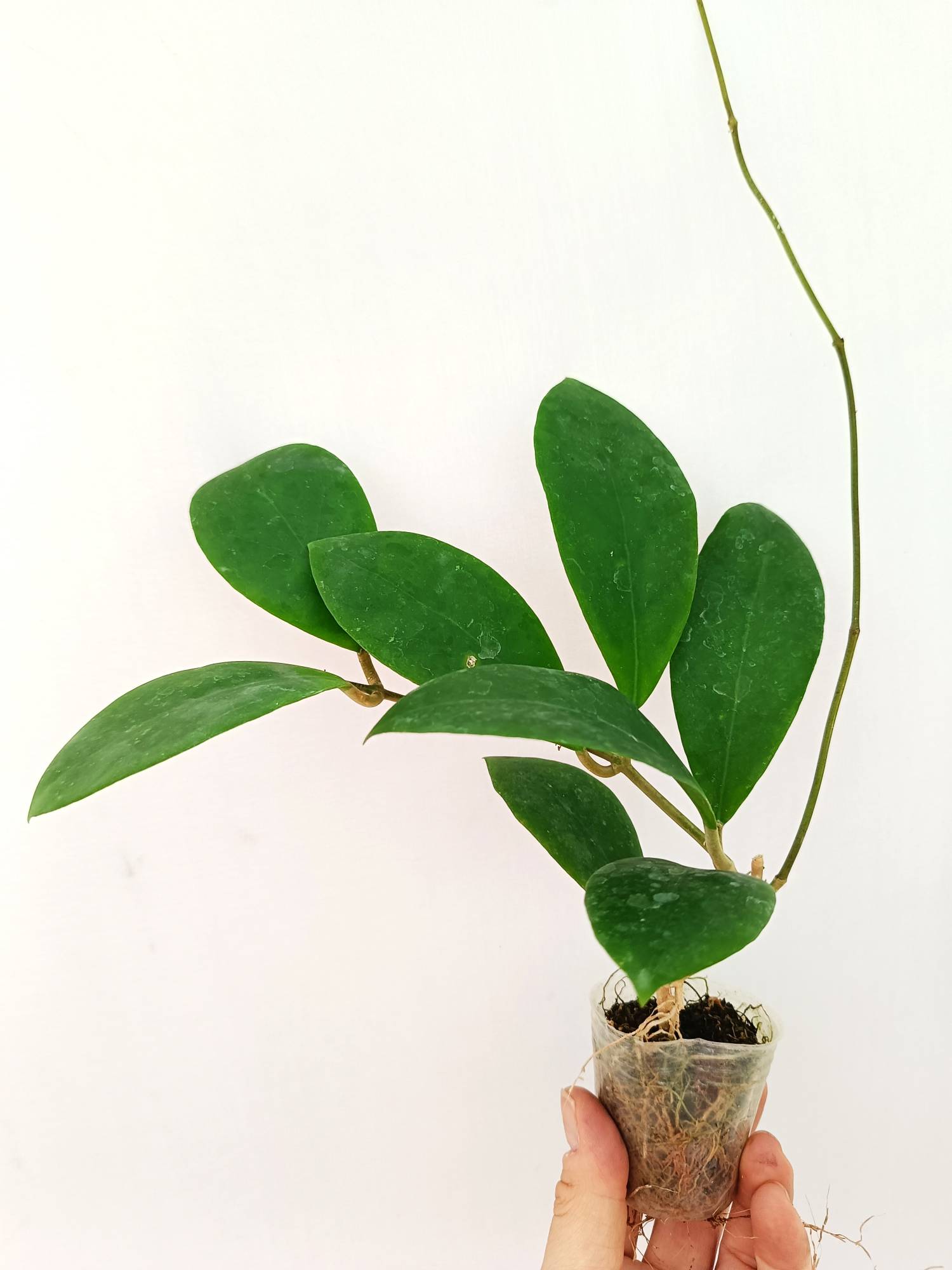 Hoya Mindorensis 'Pink'