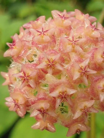 Hoya Mindorensis &#39;Pink&#39; flower