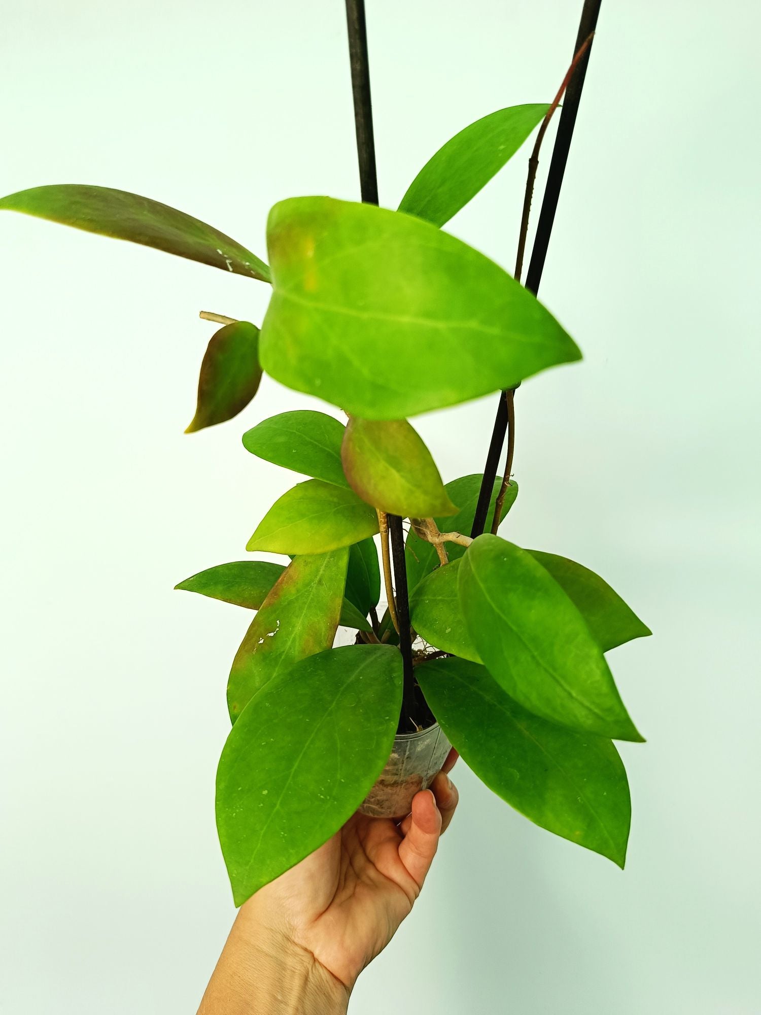 Hoya Mindorensis red