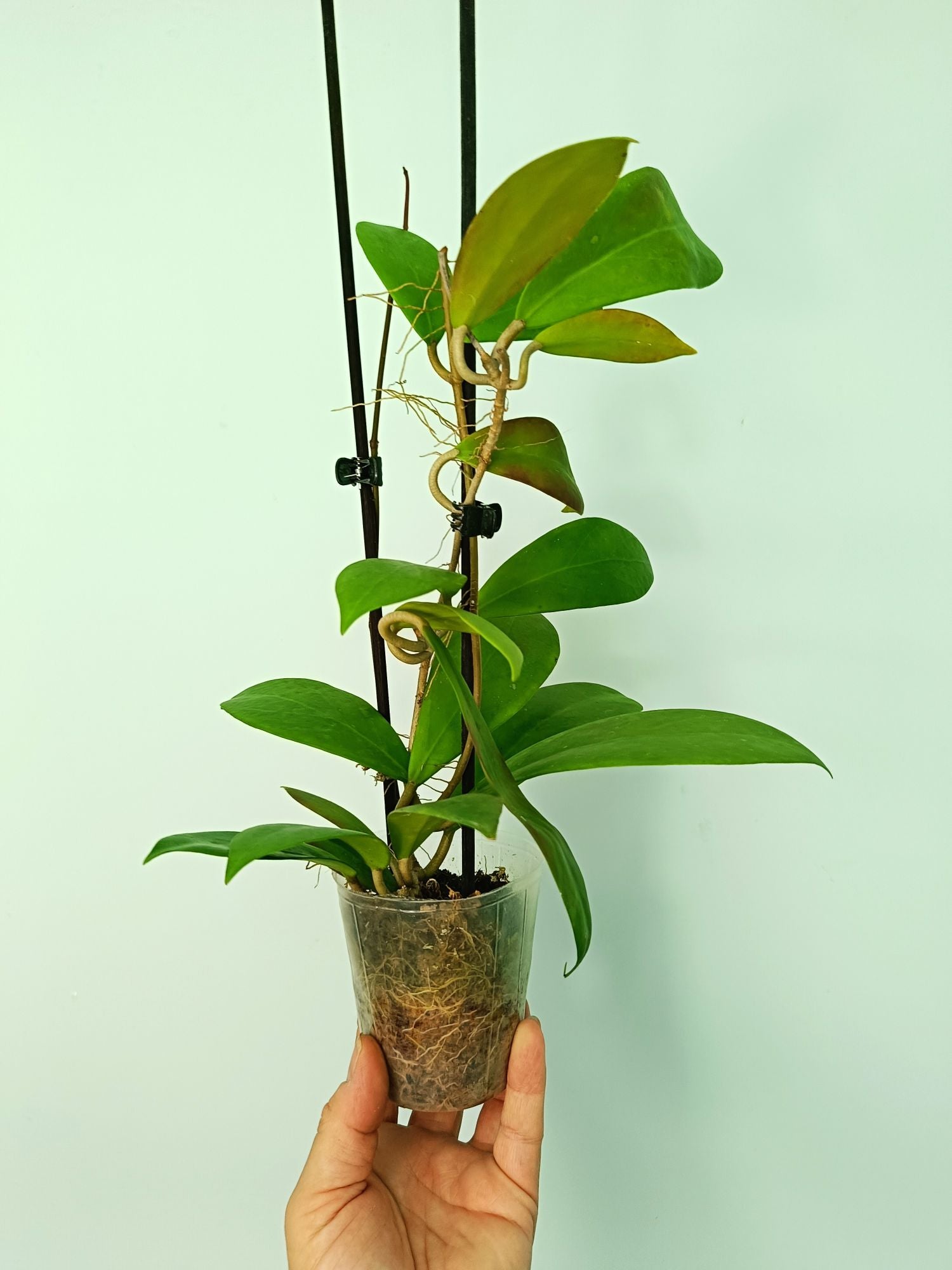 Hoya Mindorensis red