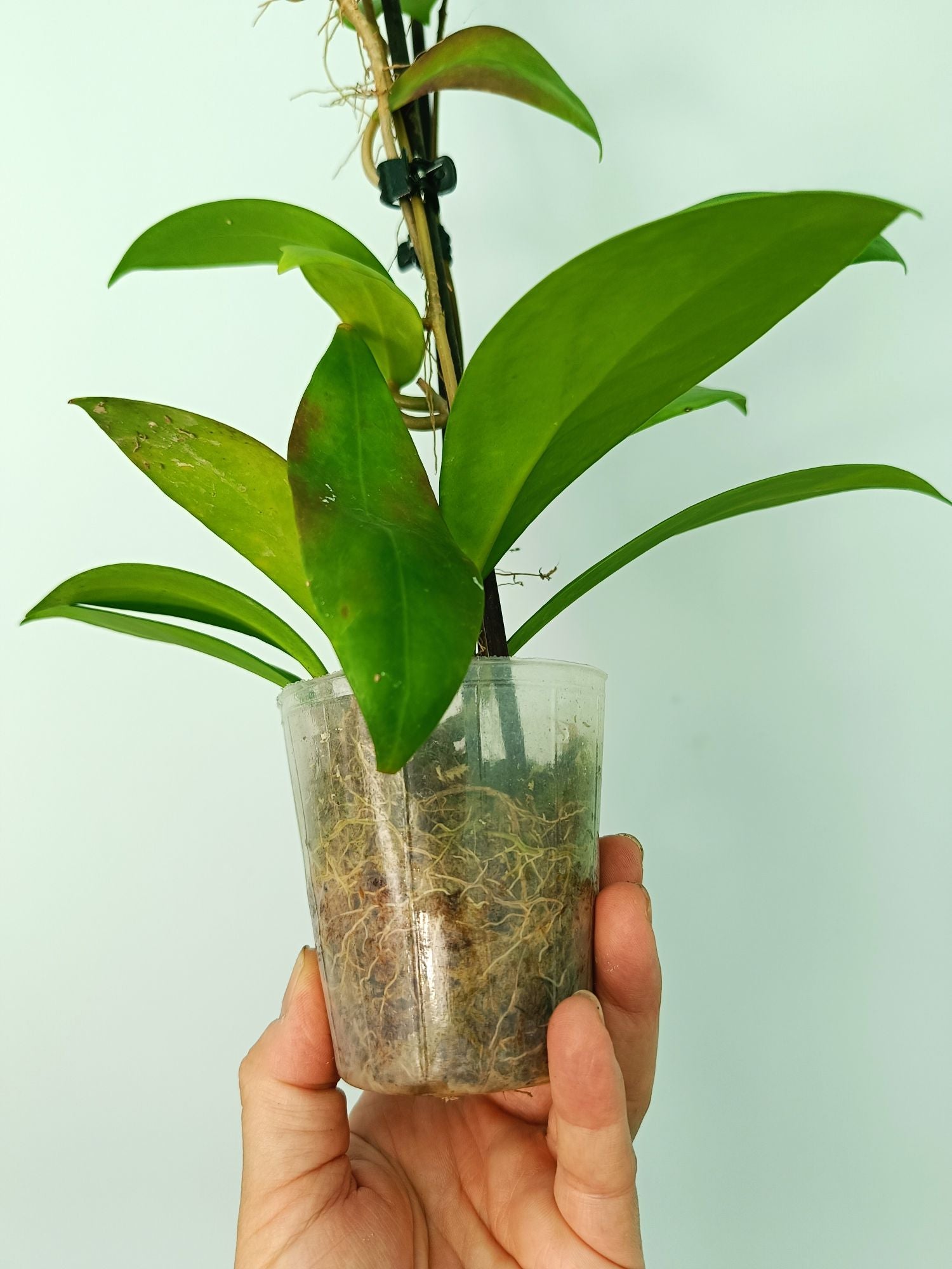 Hoya Mindorensis red