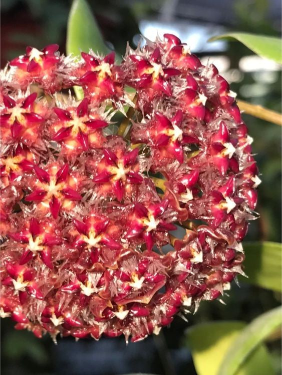 Hoya Mindorensis red flower