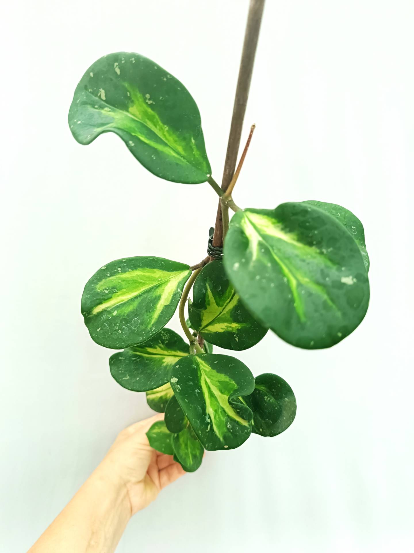 Hoya Obovata variegata