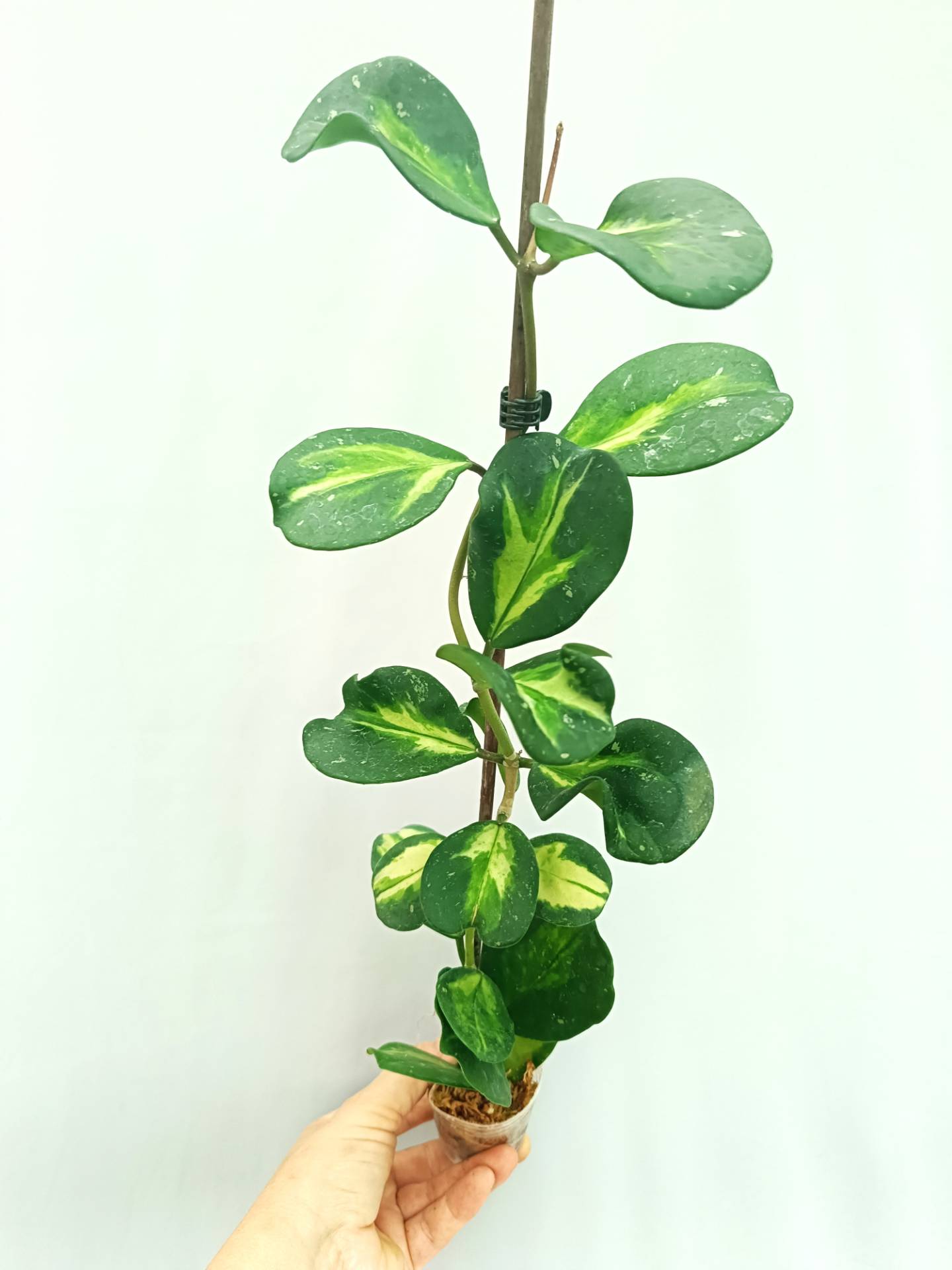 Hoya Obovata variegata