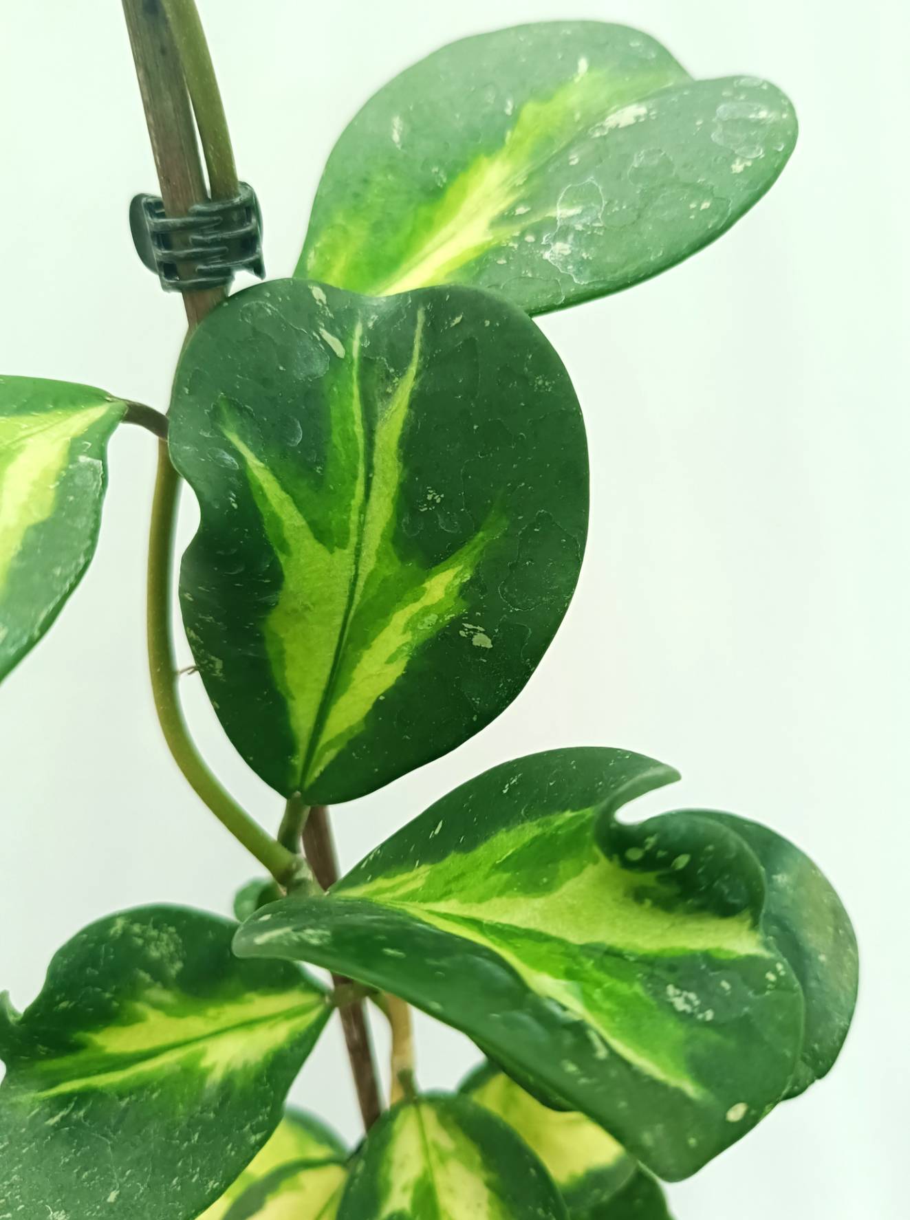 Hoya Obovata variegata