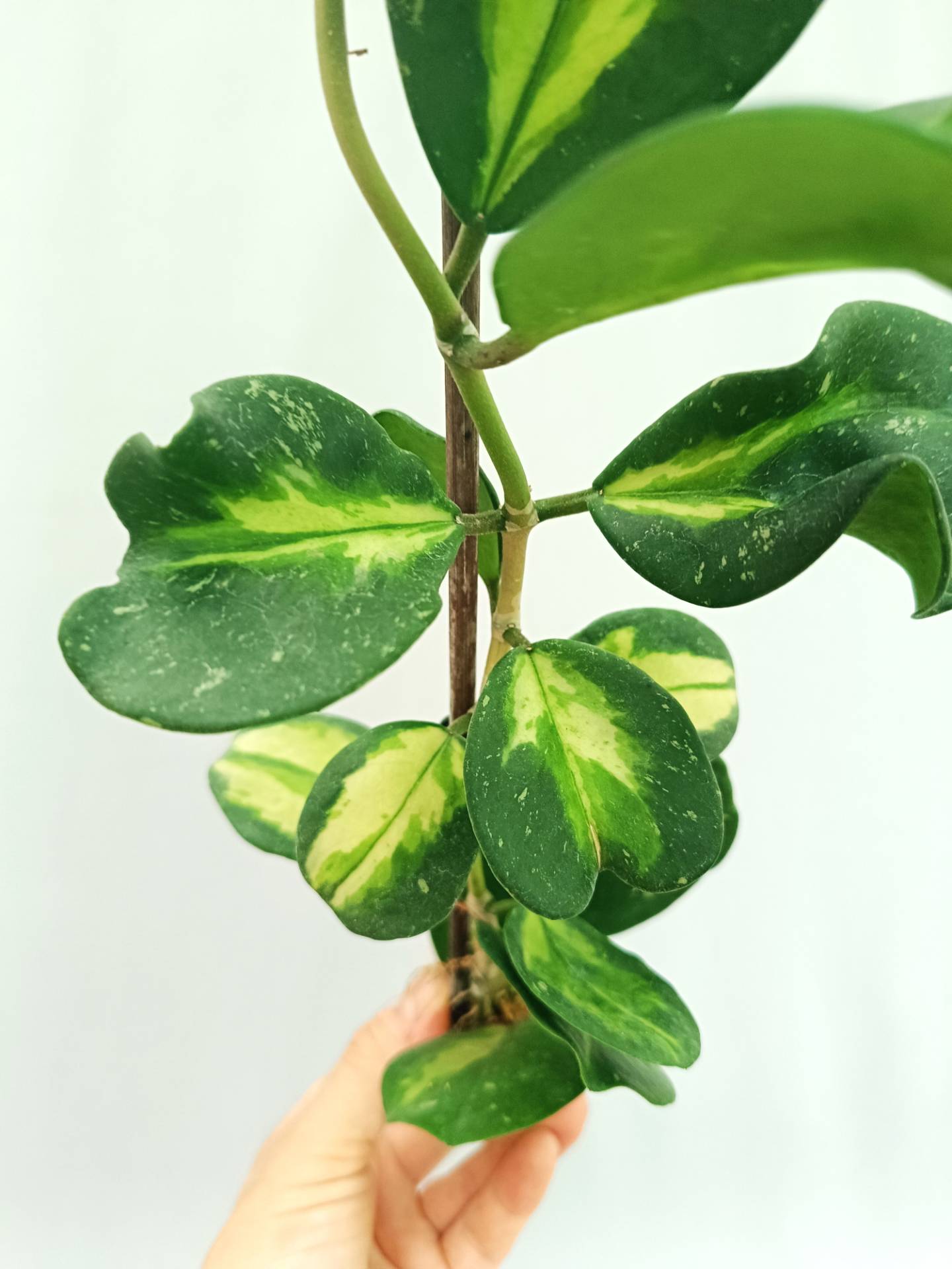 Hoya Obovata variegata