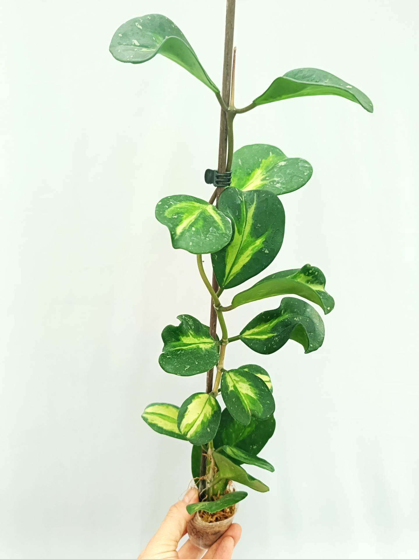 Hoya Obovata variegata
