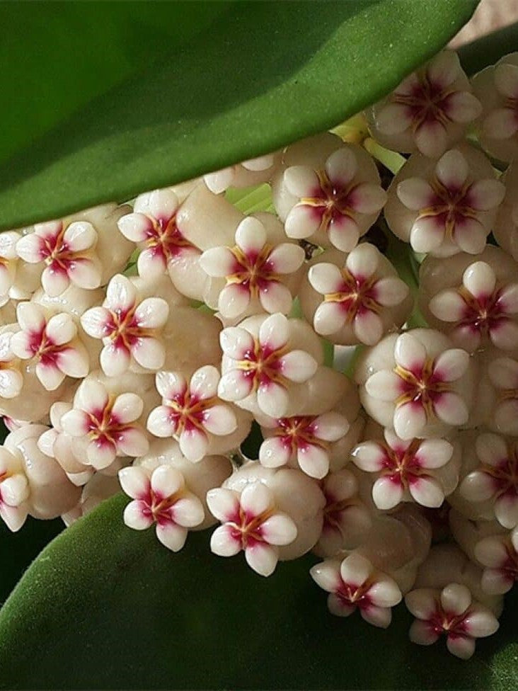Hoya Pachyclada flower
