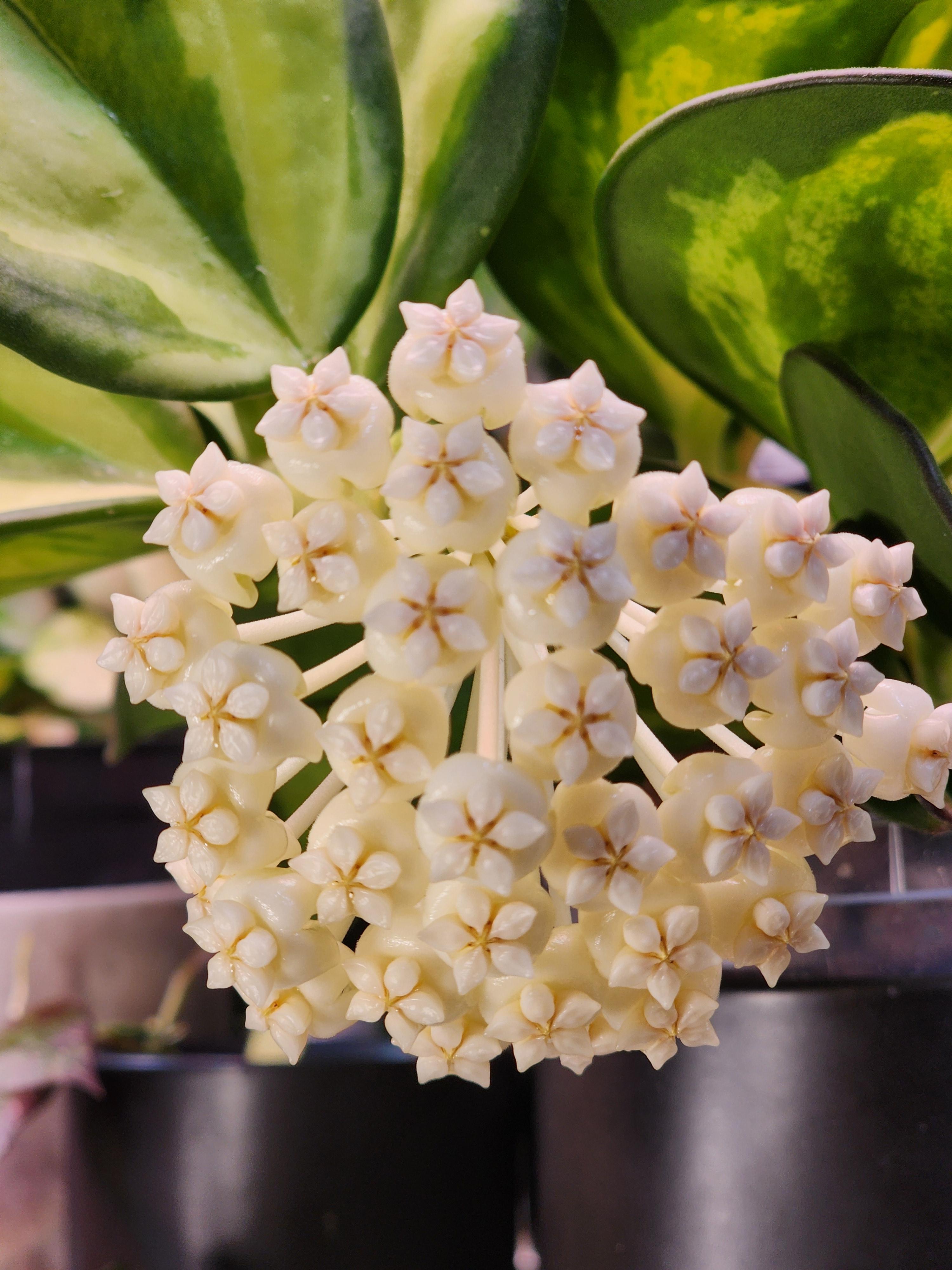 Hoya Pachyclada inner variegation