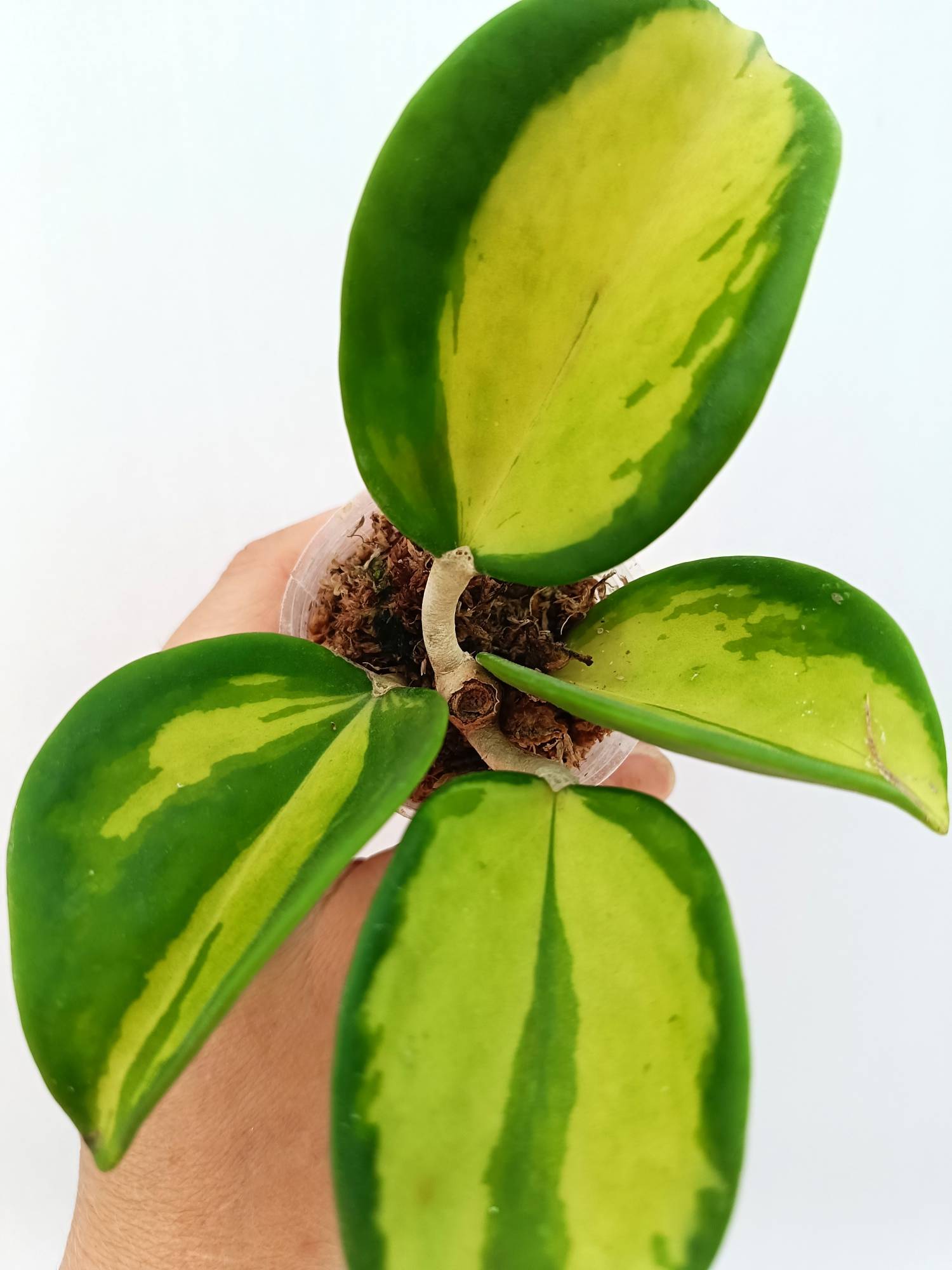 Hoya Pachyclada inner variegation