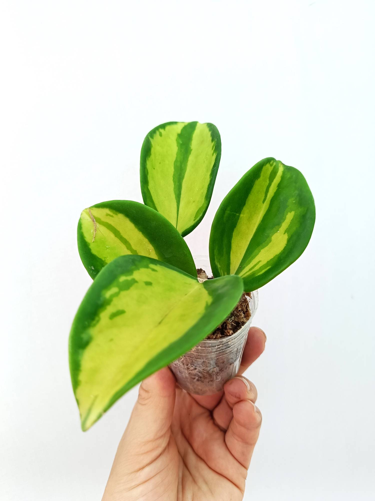 Hoya Pachyclada inner variegation
