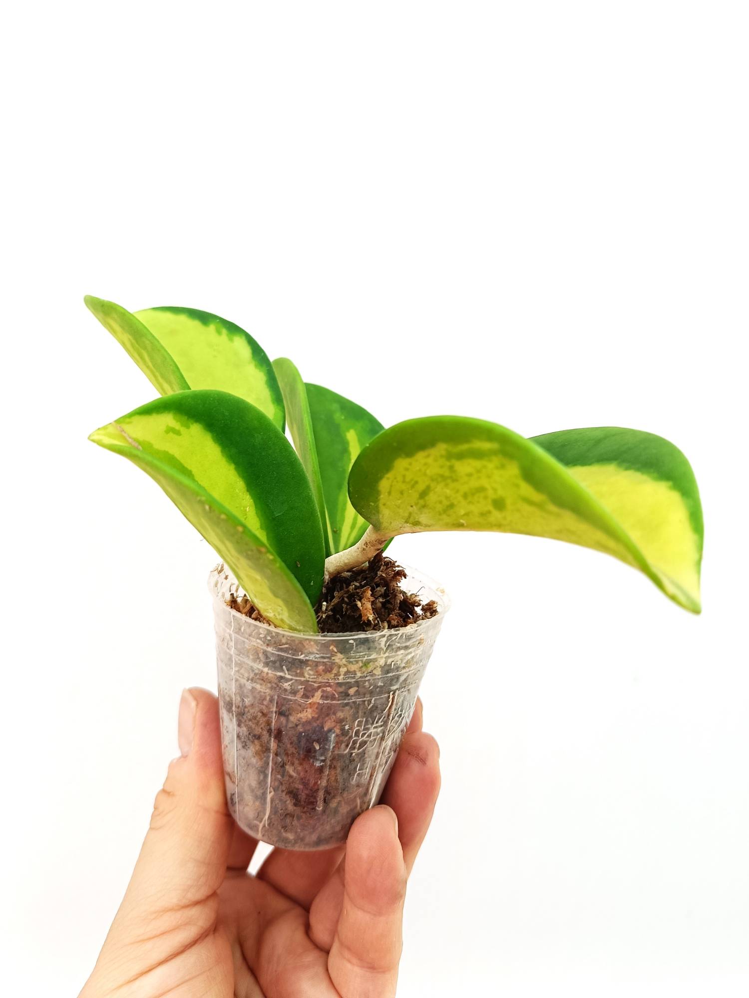 Hoya Pachyclada inner variegation