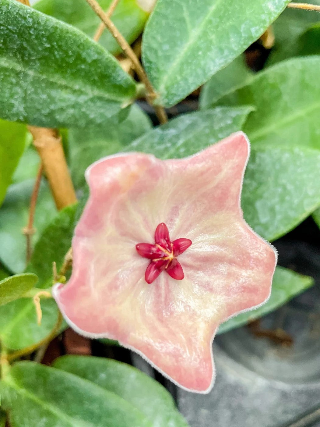 Hoya Patella 'Pink'