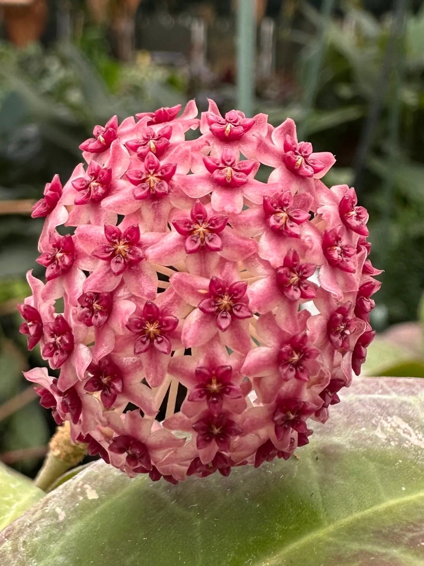 Hoya Paulshirleyi flower