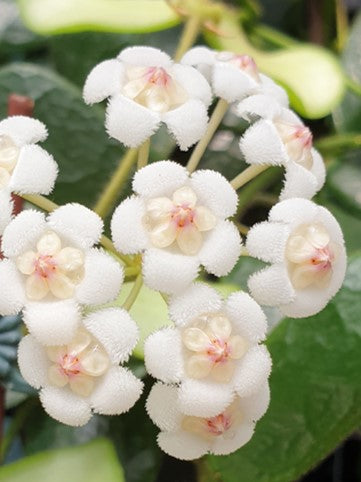 Hoya Rotundiflora flower
