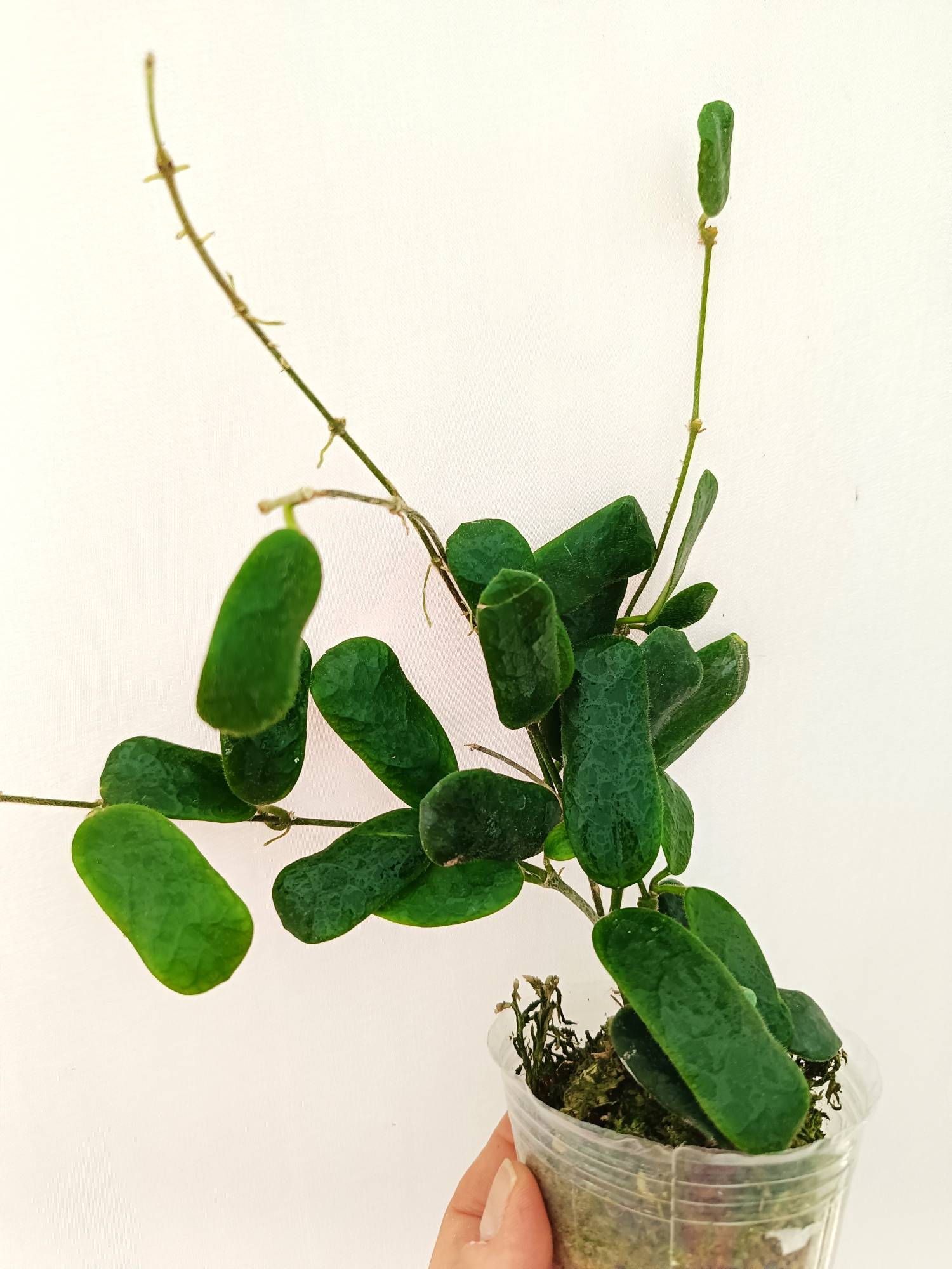 Hoya Rotundiflora