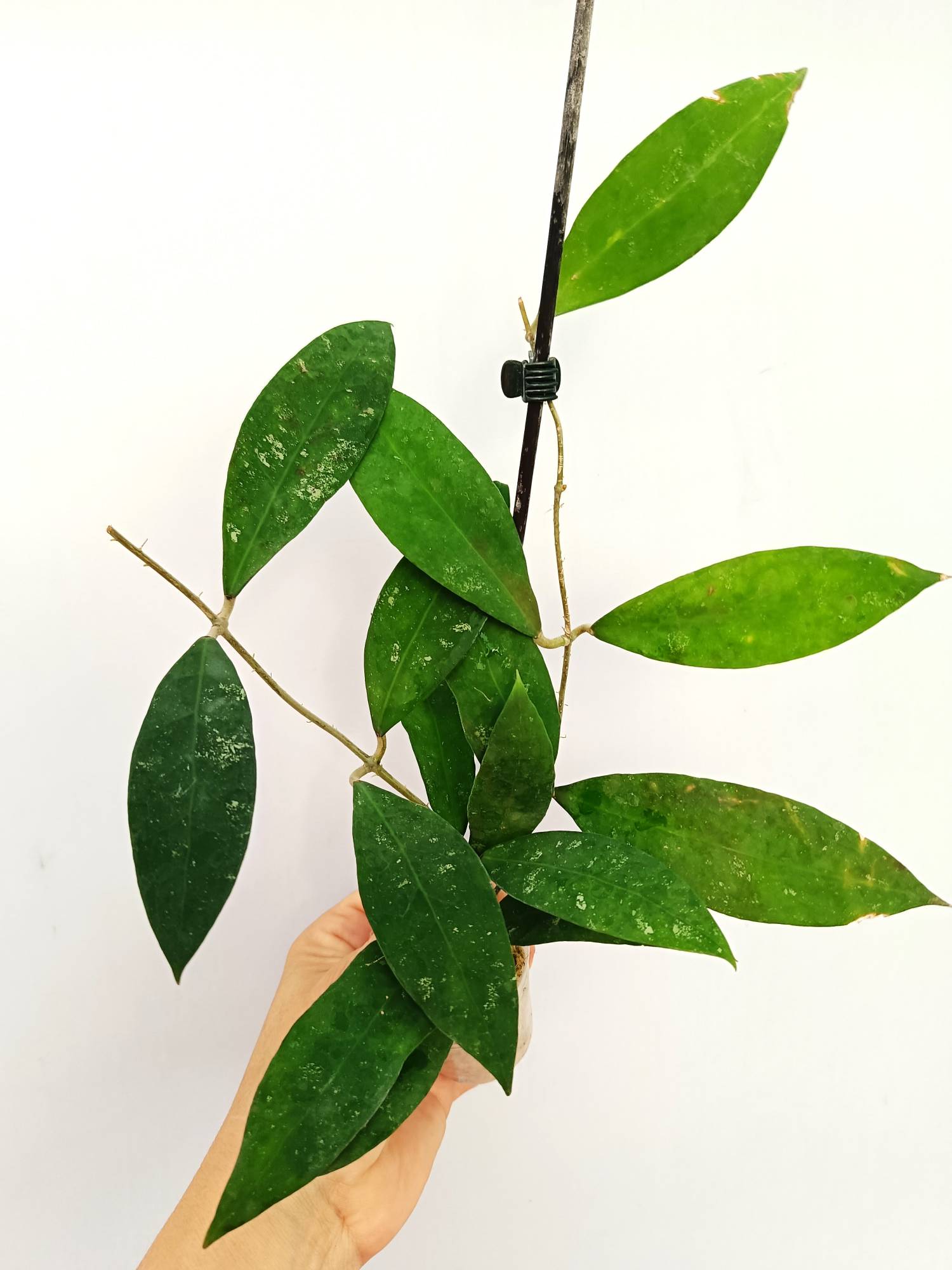 Hoya SP. &#39;ut 168&#39;