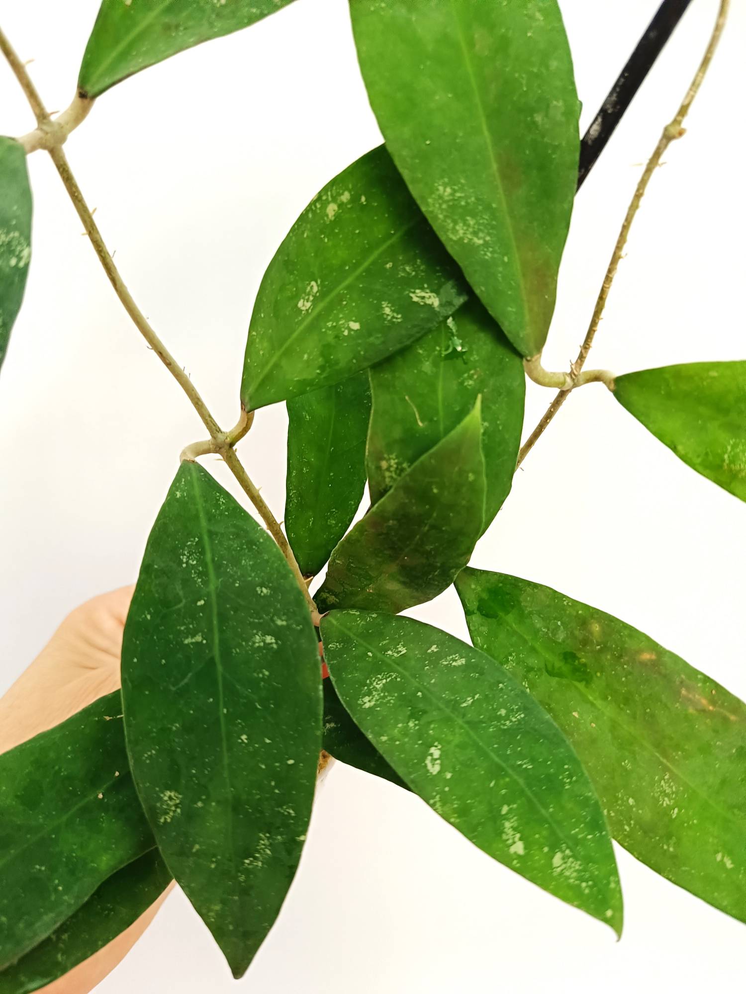 Hoya SP. &#39;ut 168&#39;