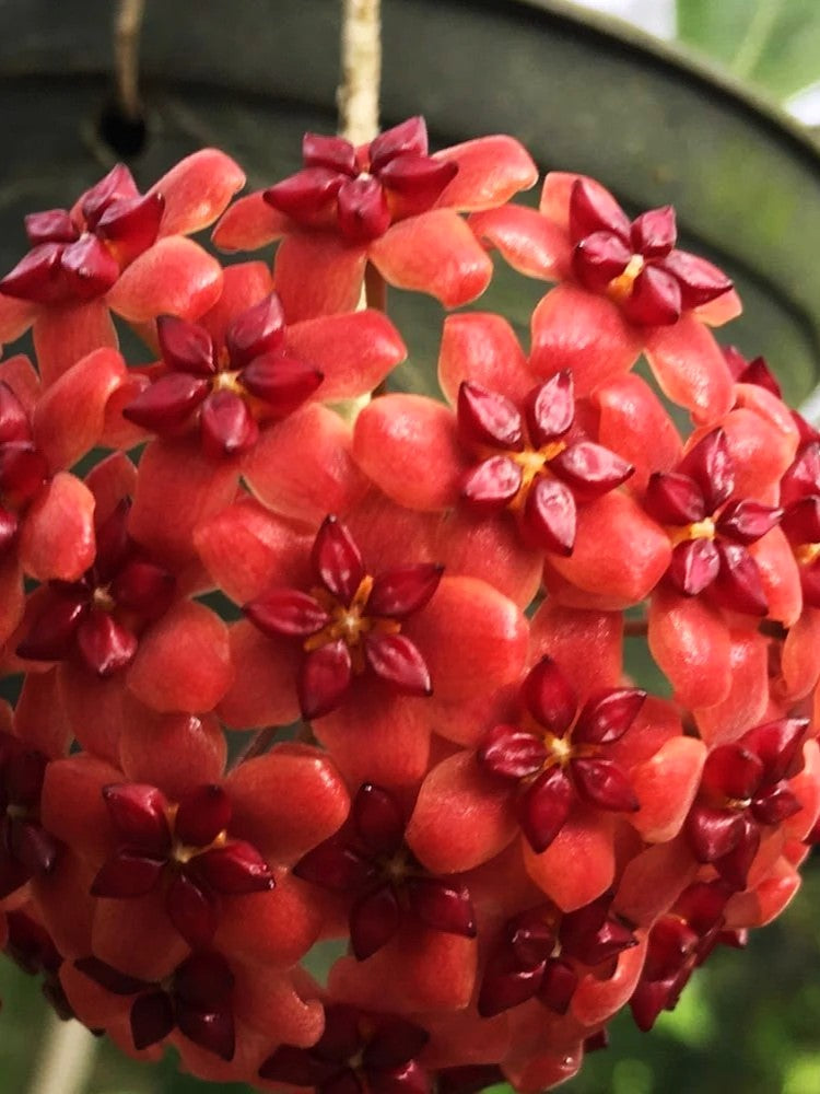 Hoya sp. UT 248 flower