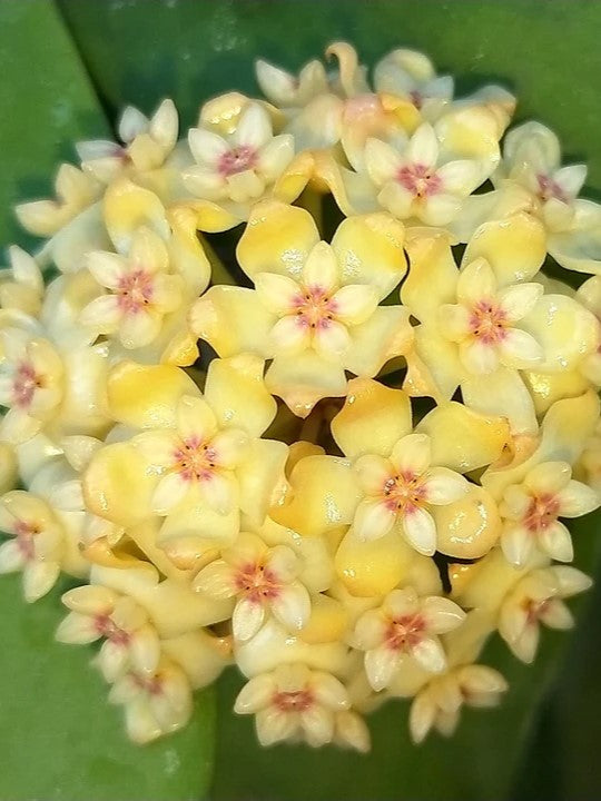 Hoya Vitellinoides x sp. 'ut 001' flower