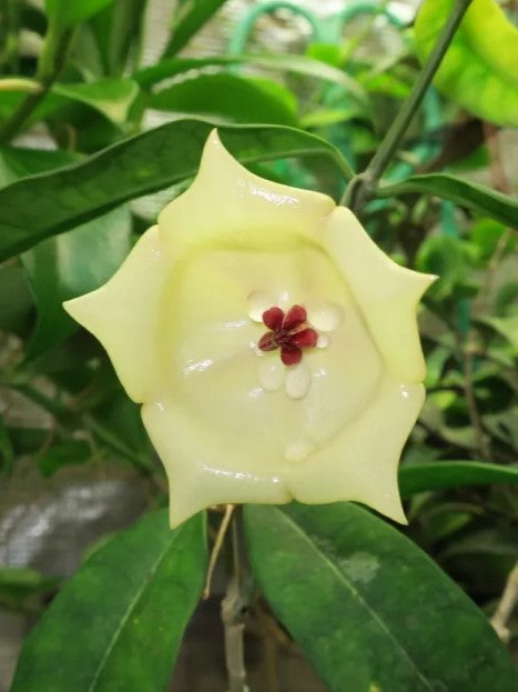 Hoya Wallichii flower
