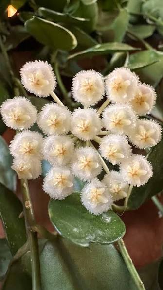 Hoya Lacunosa Souma