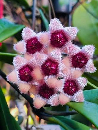 Hoya Sulawesiana