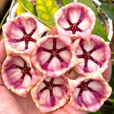 Hoya Archboldiana