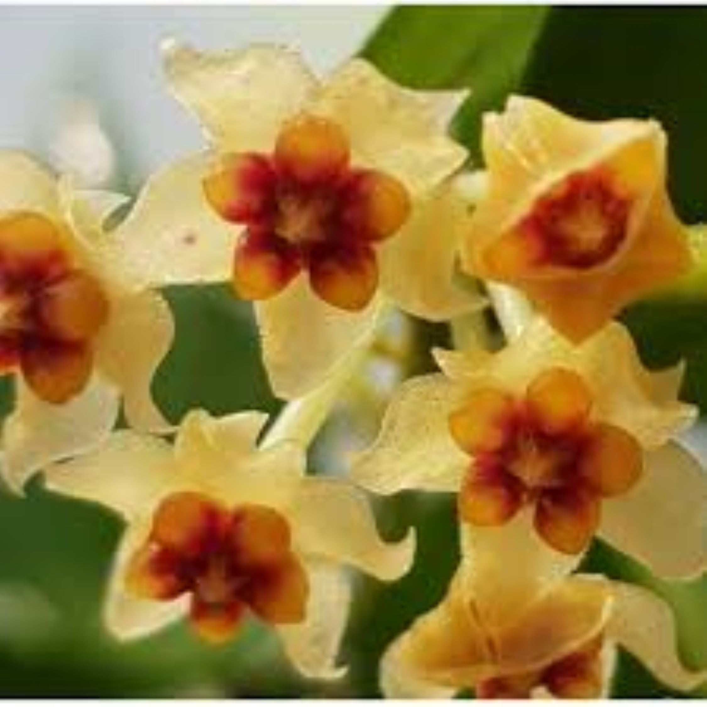 Hoya Burmanica 