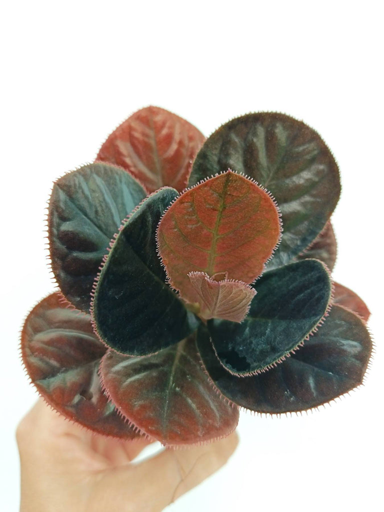 Labisia sp. Kalimantan