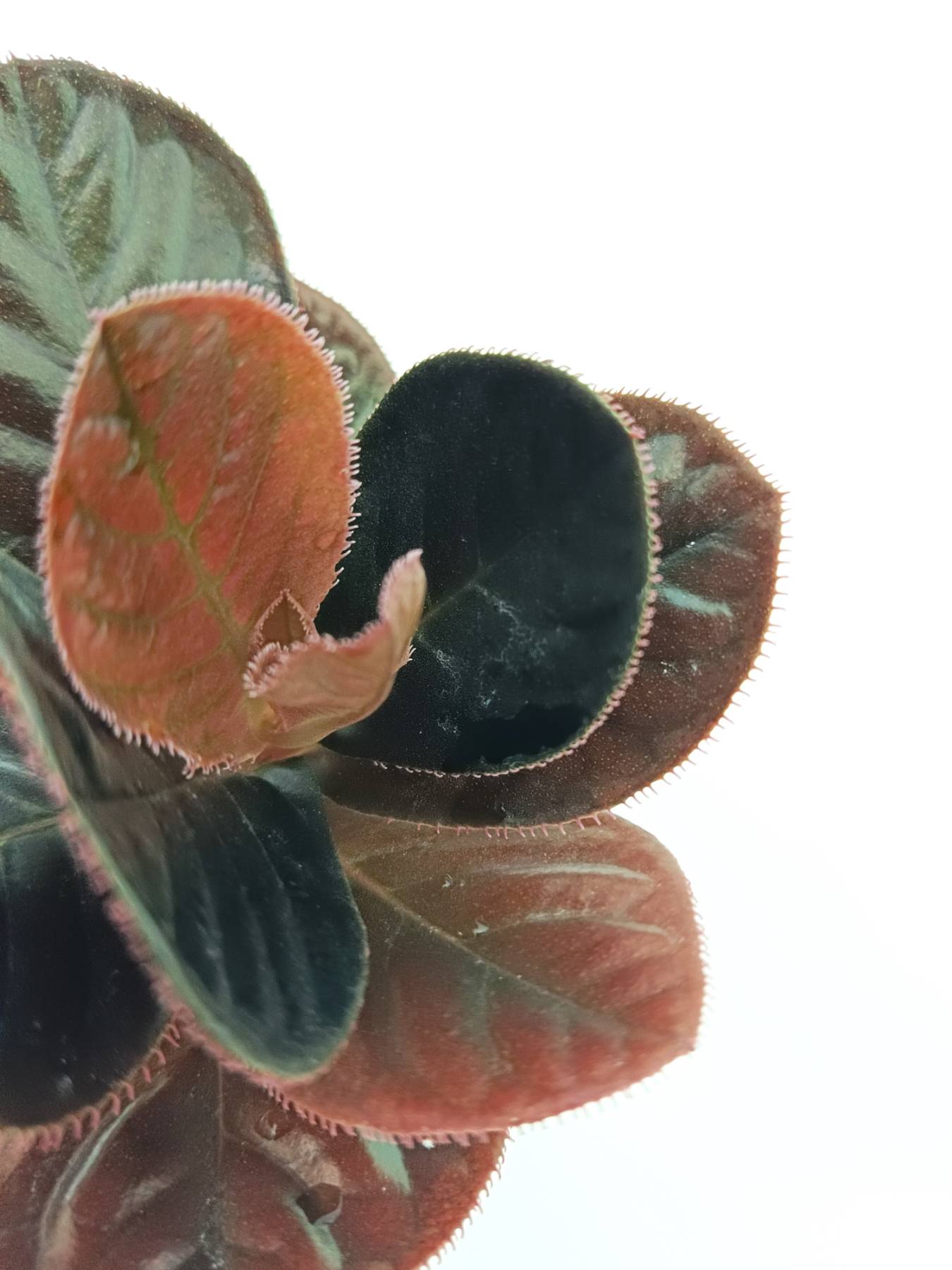 Labisia sp. Kalimantan | Welovetropicalplants