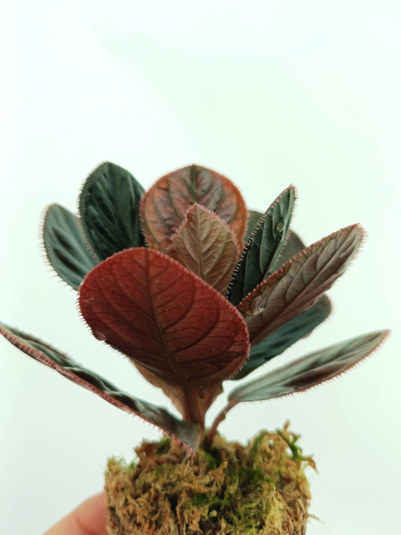 Labisia sp. Kalimantan | Welovetropicalplants