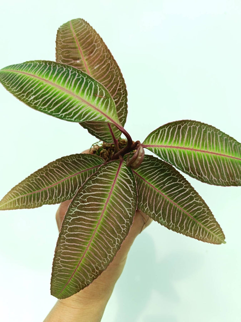 Labisia sp. pink veins