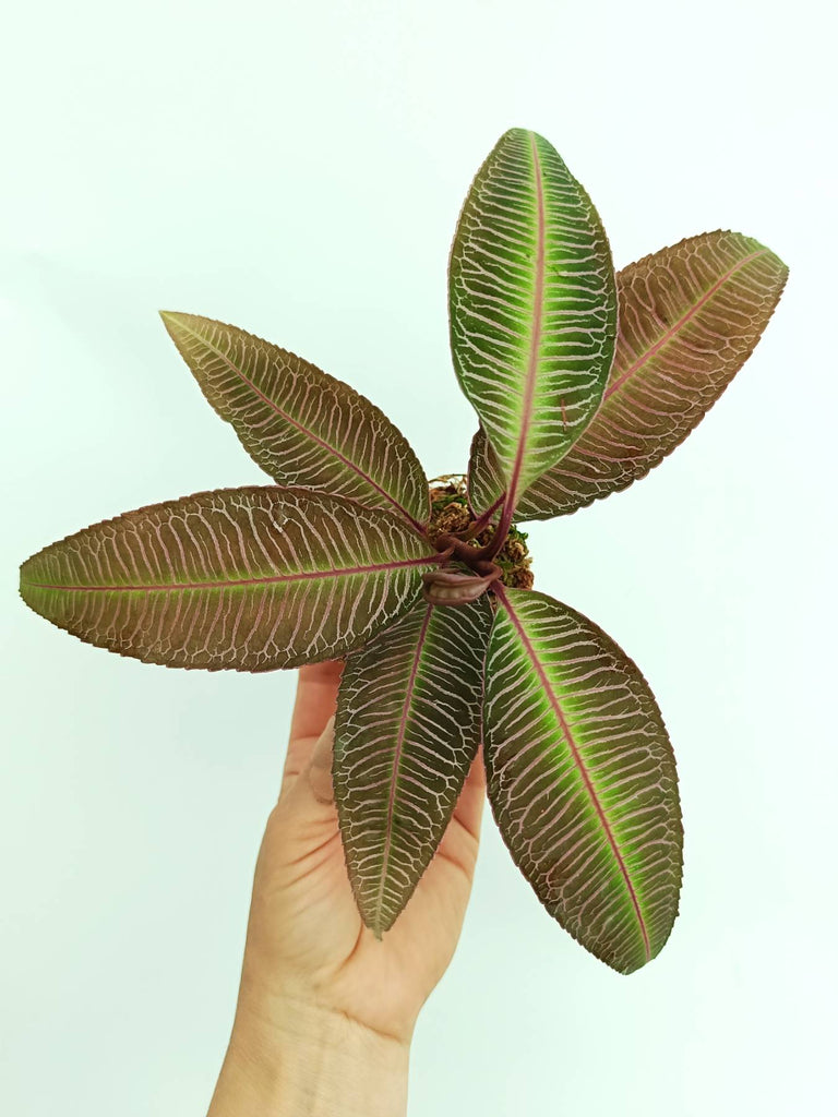 Labisia sp. pink veins