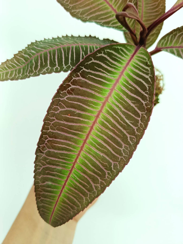Labisia sp. pink veins