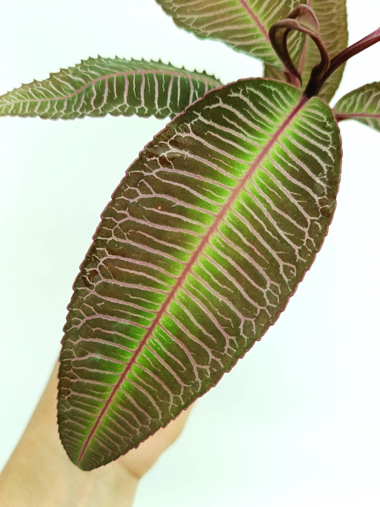 Labisia sp. pink veins
