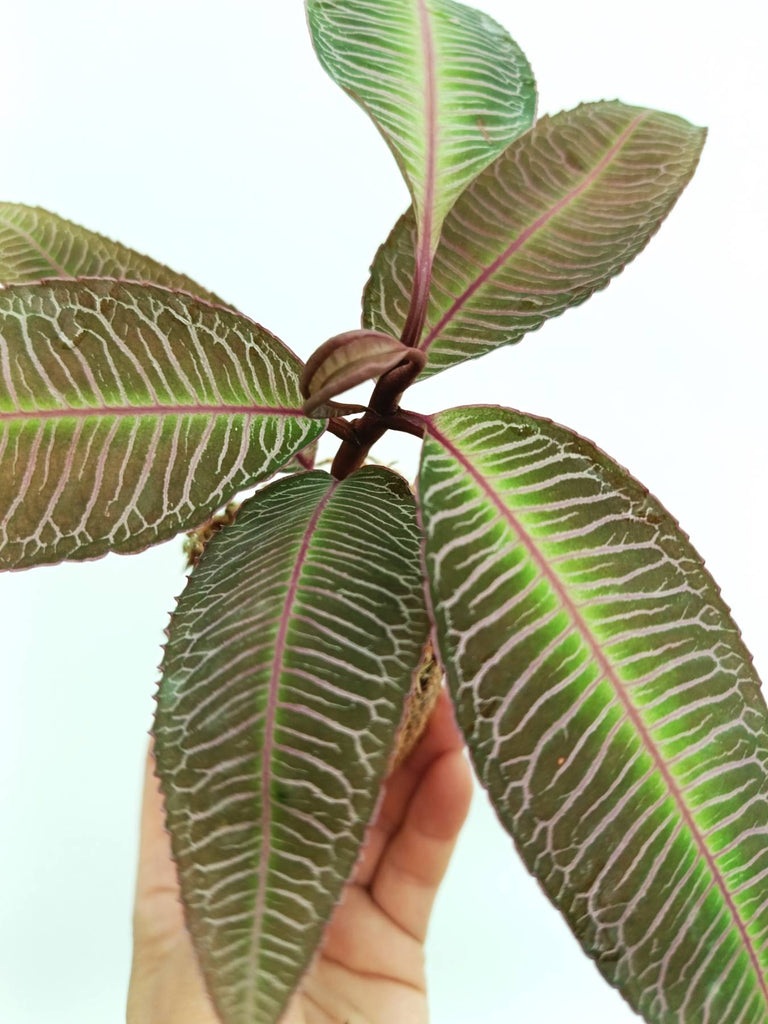 Labisia sp. pink veins