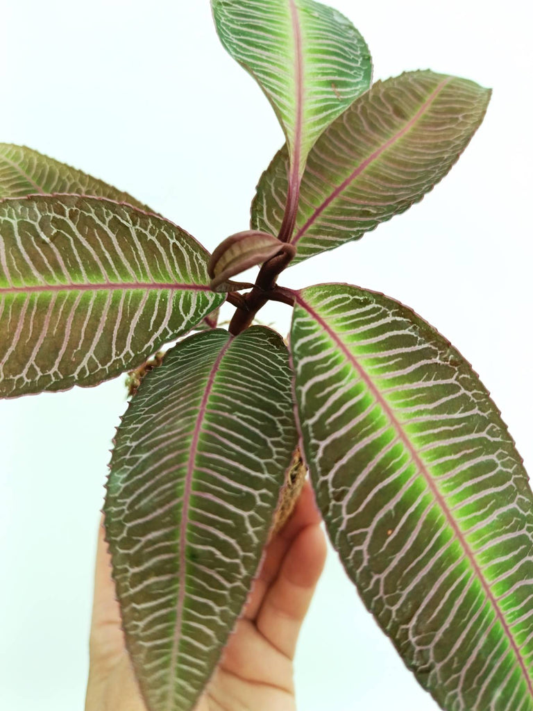 Labisia sp. pink veins